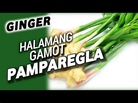 pampadami ng katas ng babae|Halamang Gamot Na Pamparegla, Anu.